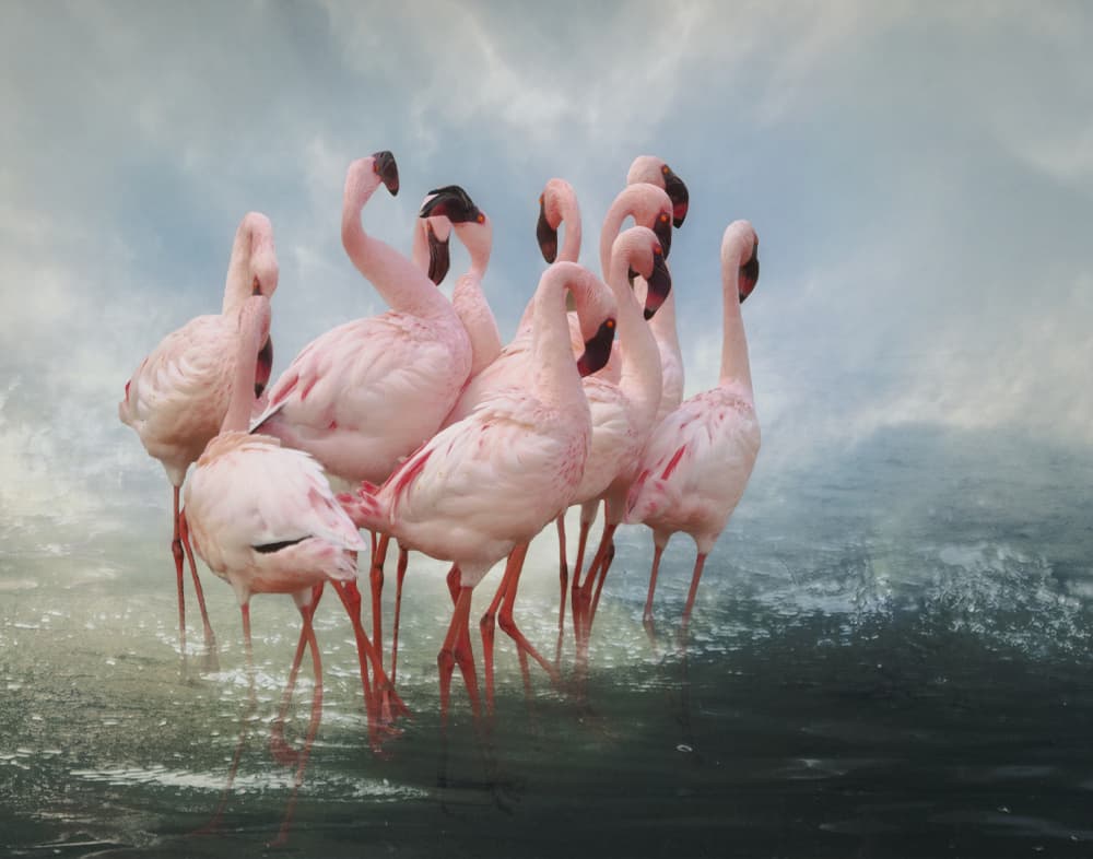 Flamingo Flock Wading by Krystina Wisniowska — canvas wall art