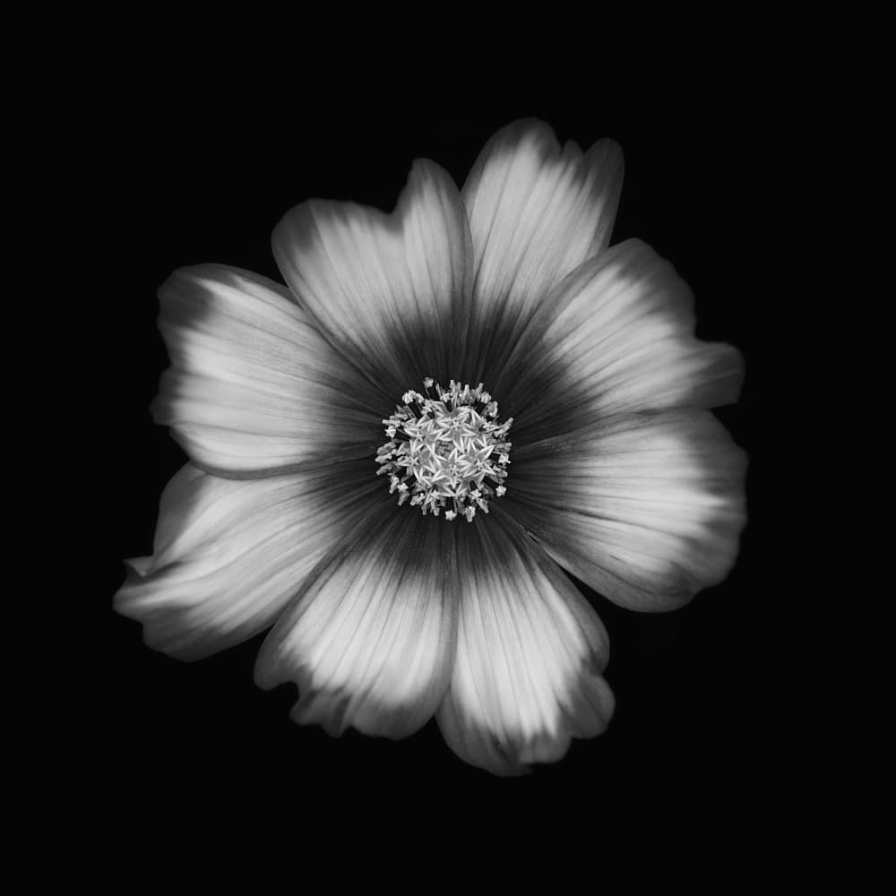 Black and White Cosmos Bloom by Lotte Grønkjær — canvas wall art