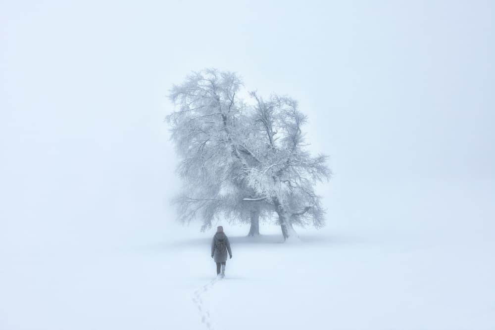 Solitary Winter Walk by Zbyszek Nowak — canvas wall art