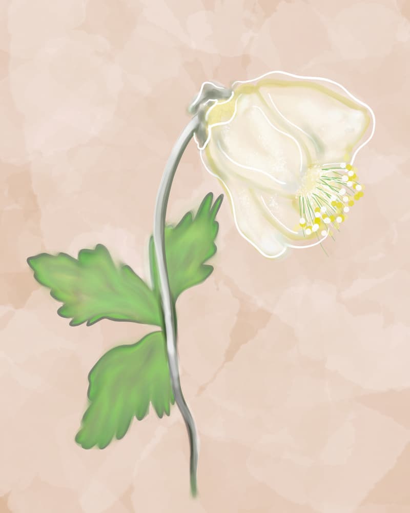 Graceful White Bloom by Sannel Larson — canvas wall art
