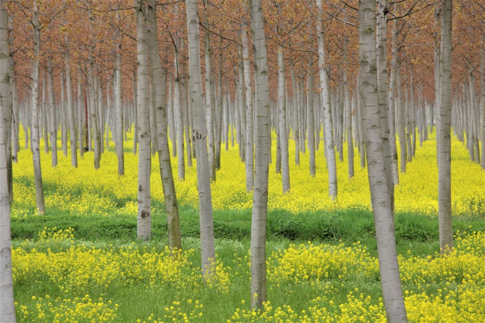 Spring Poplars Yellow Field by Barbara Orienti — canvas wall art