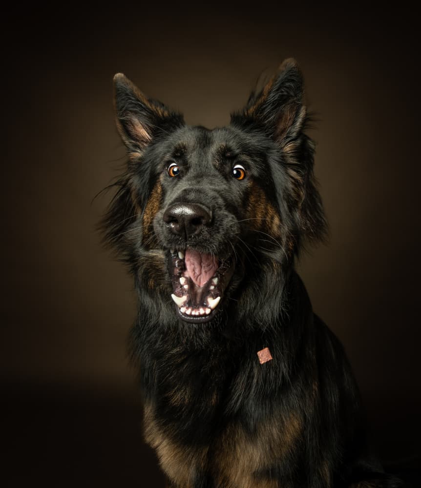 German Shepherd Surprise by Dorte Irene Sattrup Lund-Nielsen — canvas wall art