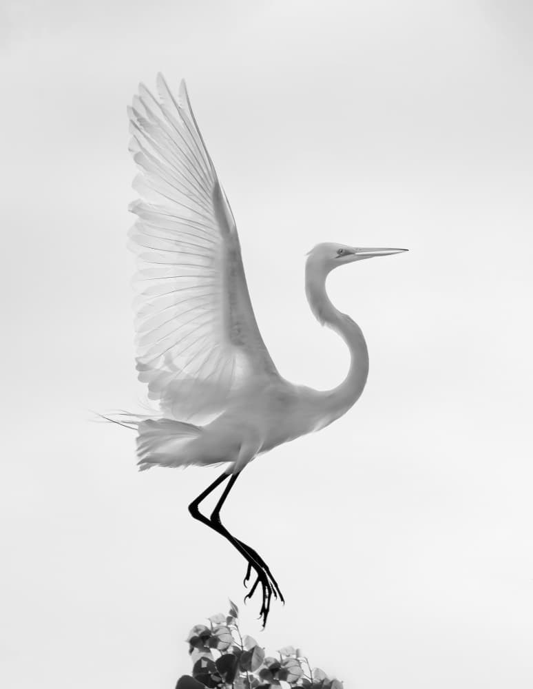 Graceful Egret Landing by Vicki Lai — canvas wall art
