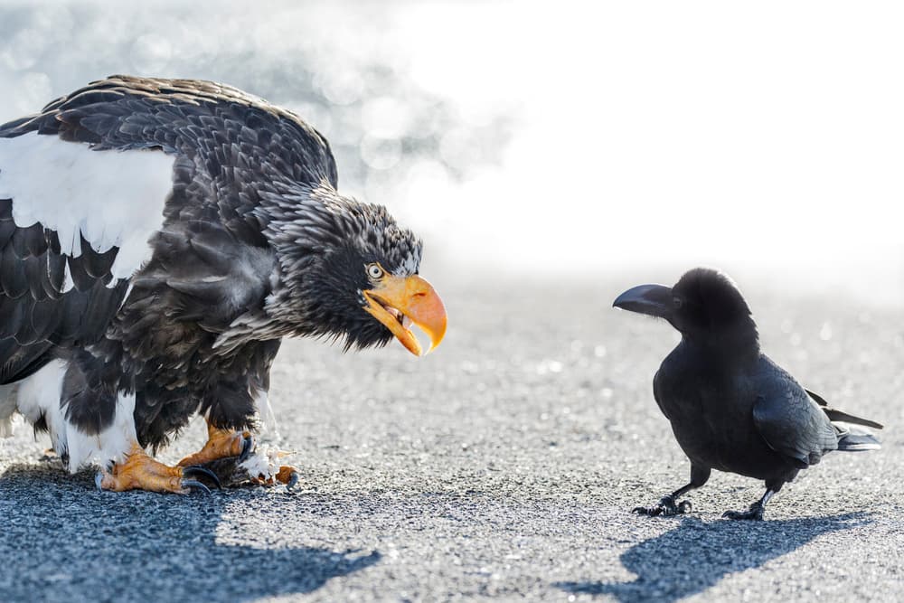 Eagle And Crow Faceoff by Eiji Itoyama — canvas wall art