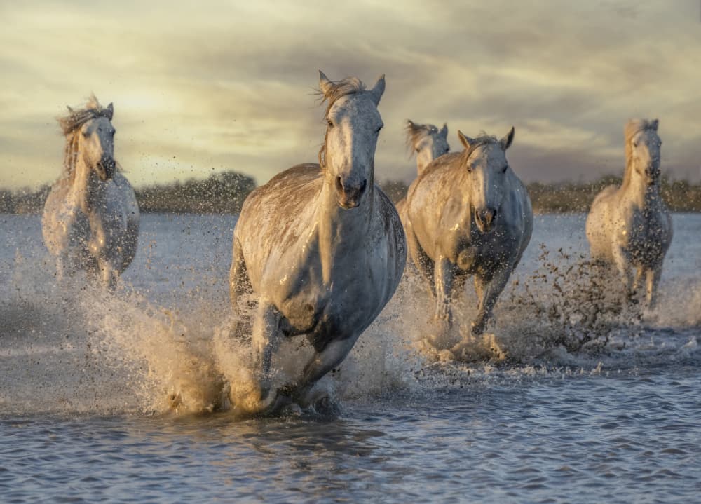 Wild Horses Running by Marketa Zvelebil PhD LRPS CrGP. — canvas wall art