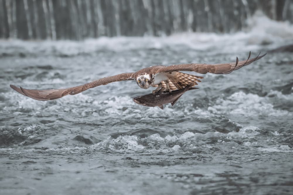 Fishing Osprey Flight by Rob Li — canvas wall art