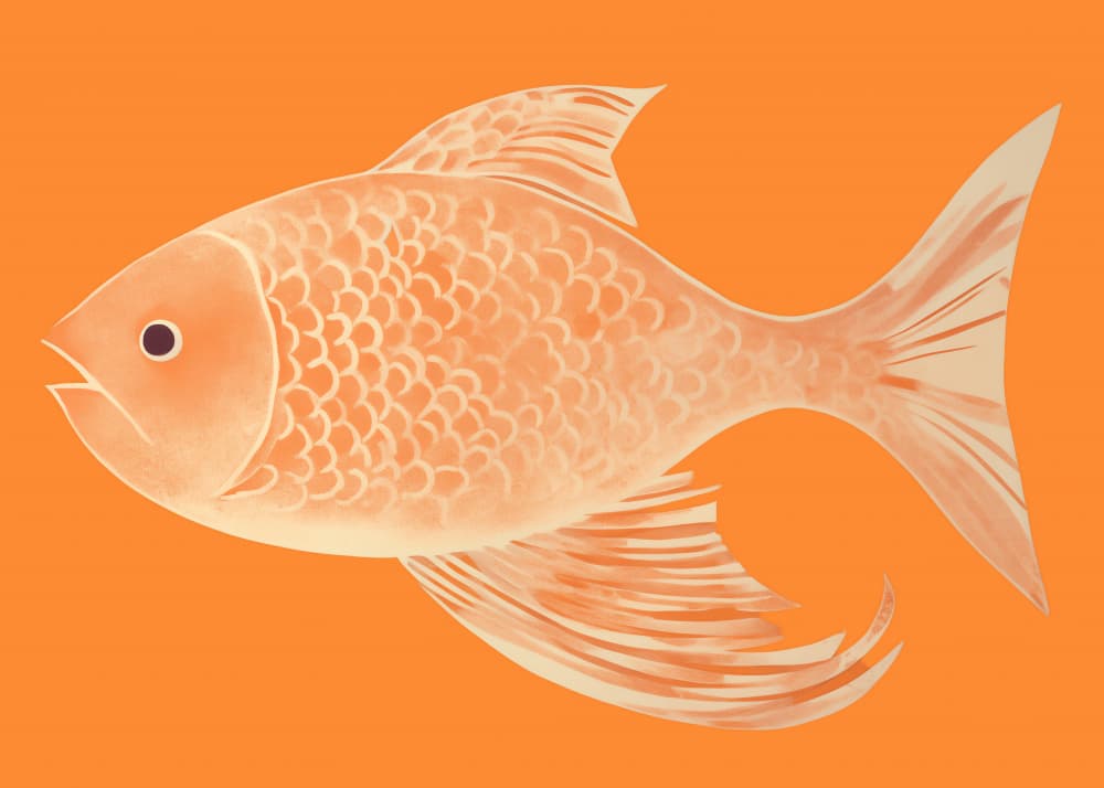 Graceful Orange Goldfish