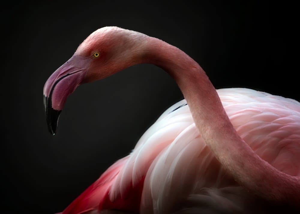 Elegant Pink Flamingo by Santiago Pascual Buye — canvas wall art