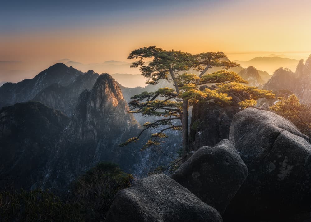 Majestic Mountain Pine by Yuan Cui — canvas wall art
