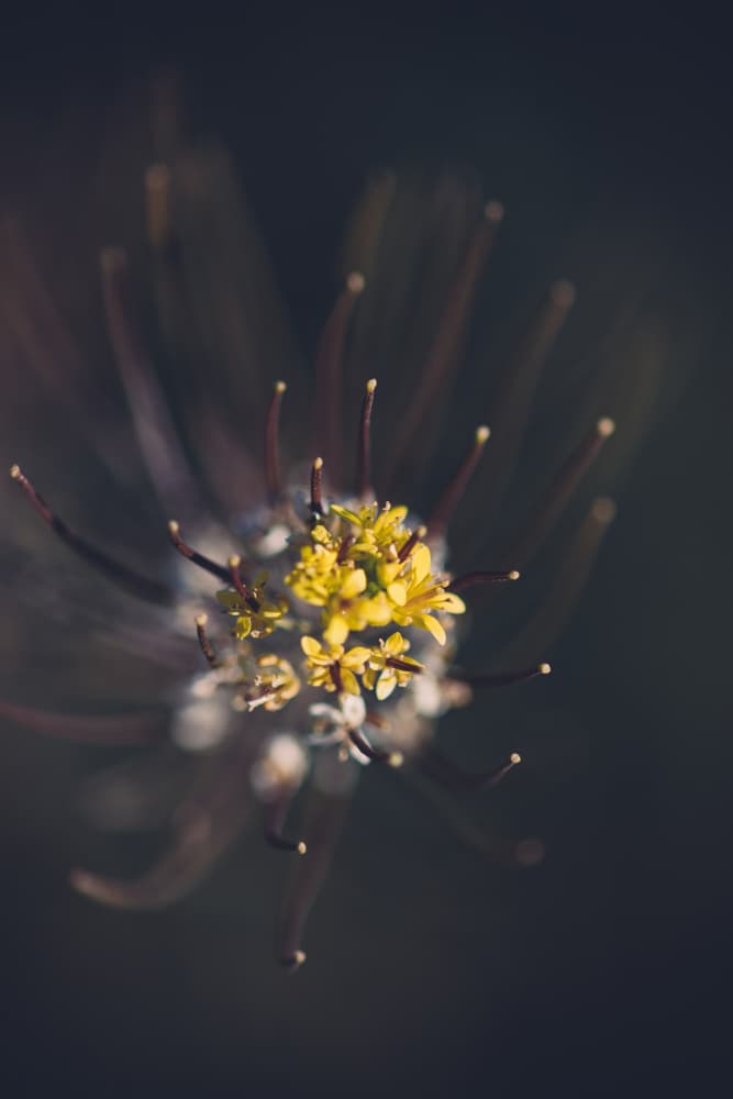 Delicate Yellow Bloom by Javier Pardina — canvas wall art