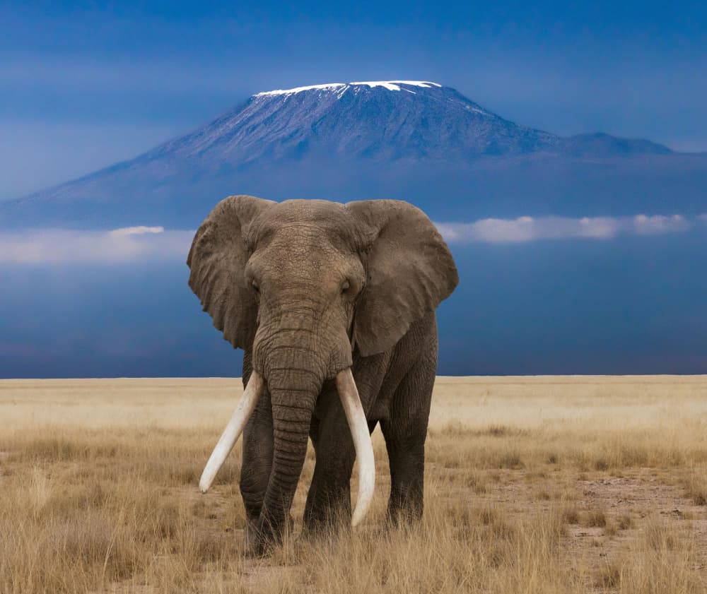 African Elephant Kilimanjaro by Hamza Qarooni — canvas wall art