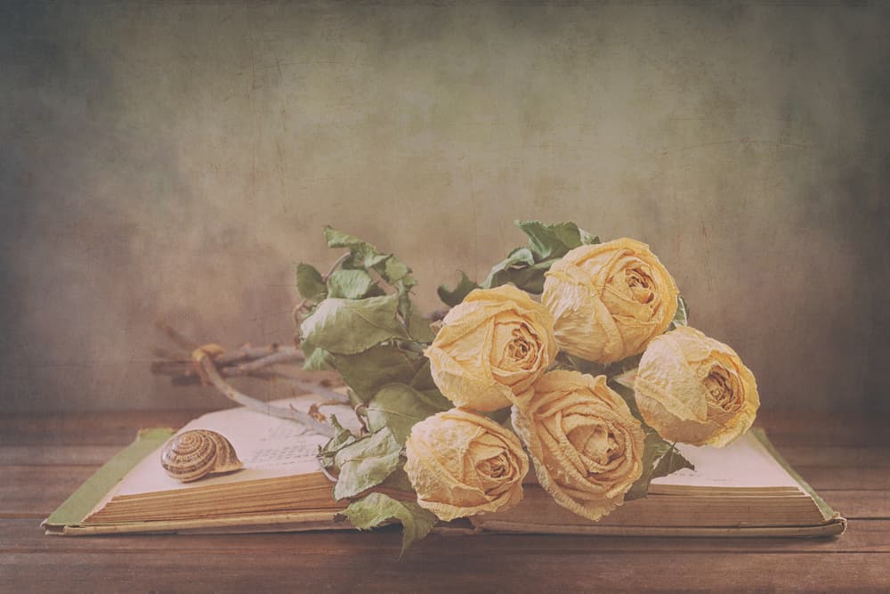 Dried Roses On Old Book by Sophie Pan — canvas wall art