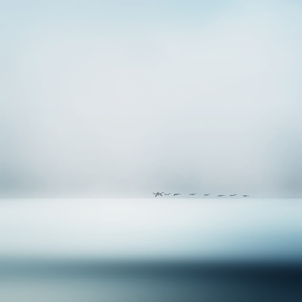 Misty Horizon Bird Flight by Piet Flour — canvas wall art