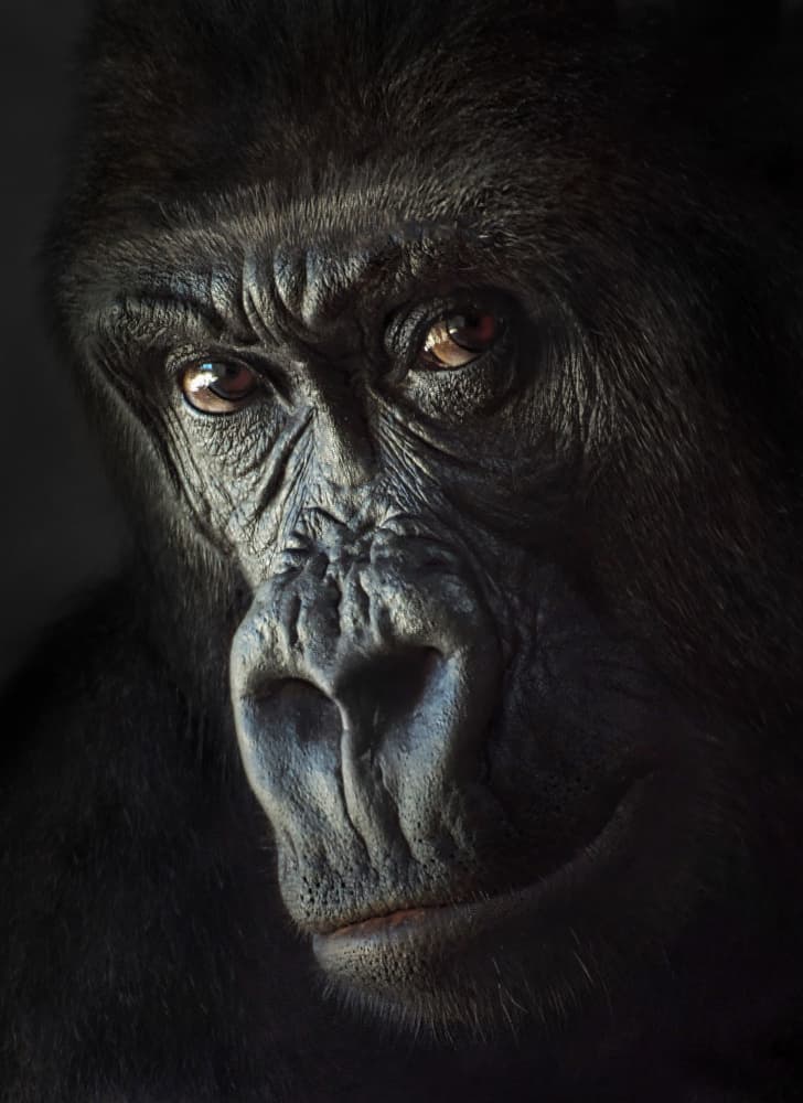 Intense Gorilla Portrait by Emanuel Papamanolis — canvas wall art