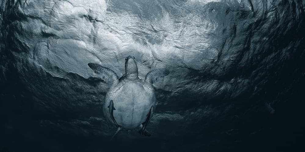 Graceful Ocean Turtle by Andrey Narchuk — canvas wall art
