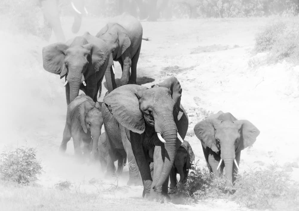Wild Elephant Family by Etienne Steenkamp — canvas wall art
