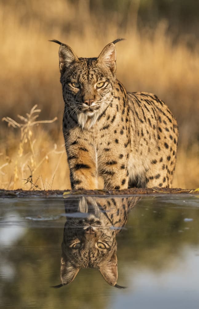 Iberian Lynx Reflection by Jose Curto — canvas wall art