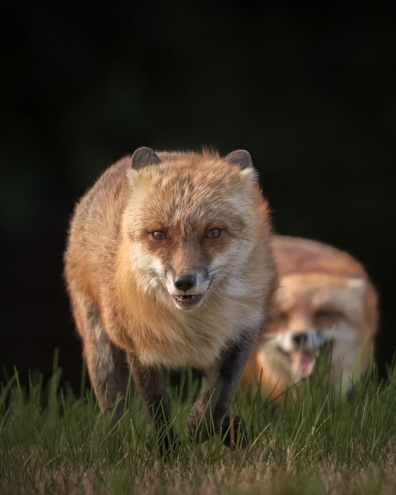 Curious Fox Duo by Deming W — canvas wall art