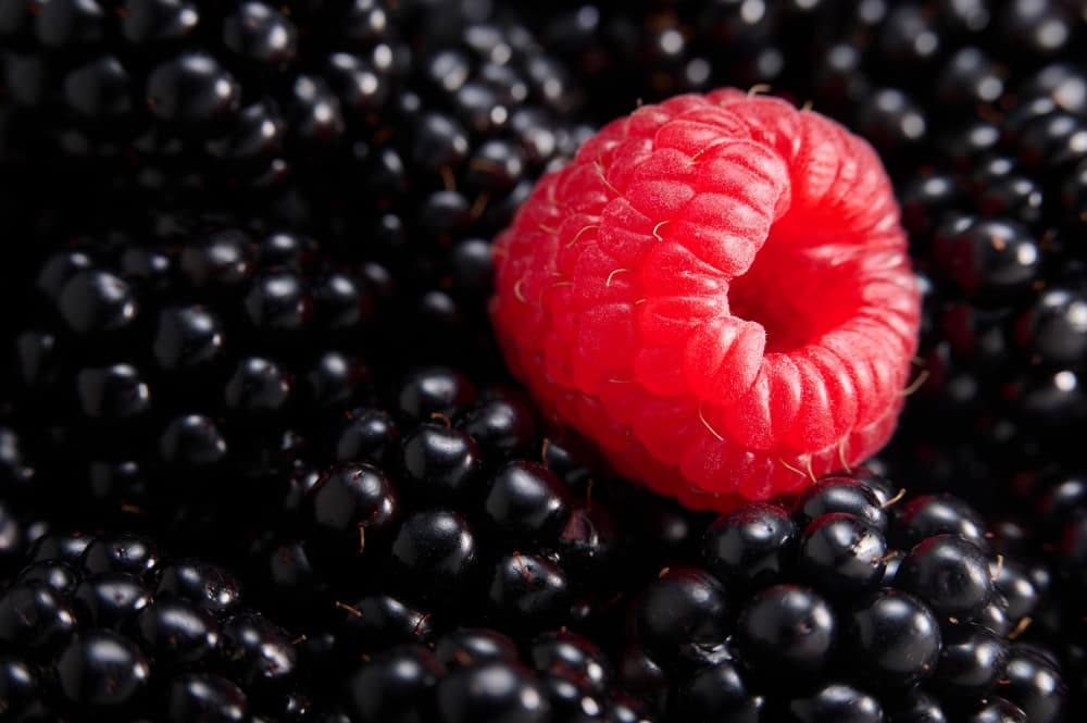 Raspberry Among Blackberries by Drazen Sokac — canvas wall art