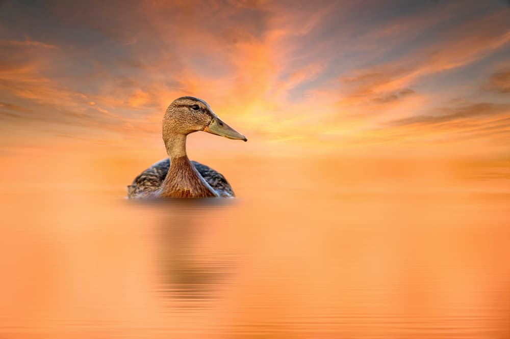 Golden Hour Duck by אייל בר אור • Eyal Bar Or — canvas wall art