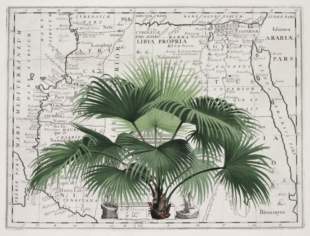 Vintage Palm on Africa Map by Andrea Haase — canvas wall art