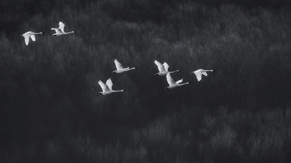 White Swans Dark Sky by Xiaobing Tian — canvas wall art