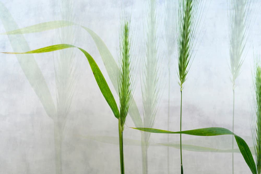 Ethereal Green Stalks by Greetje van Son — canvas wall art