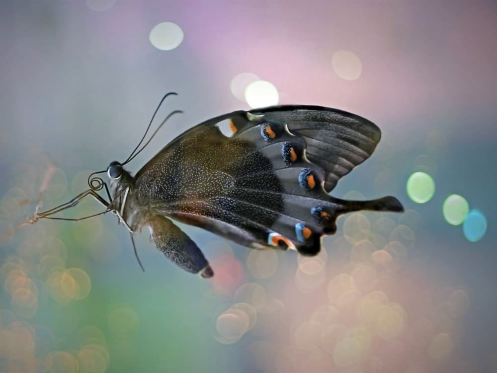 Vibrant Butterfly Bokeh by Cristian Andreescu — canvas wall art