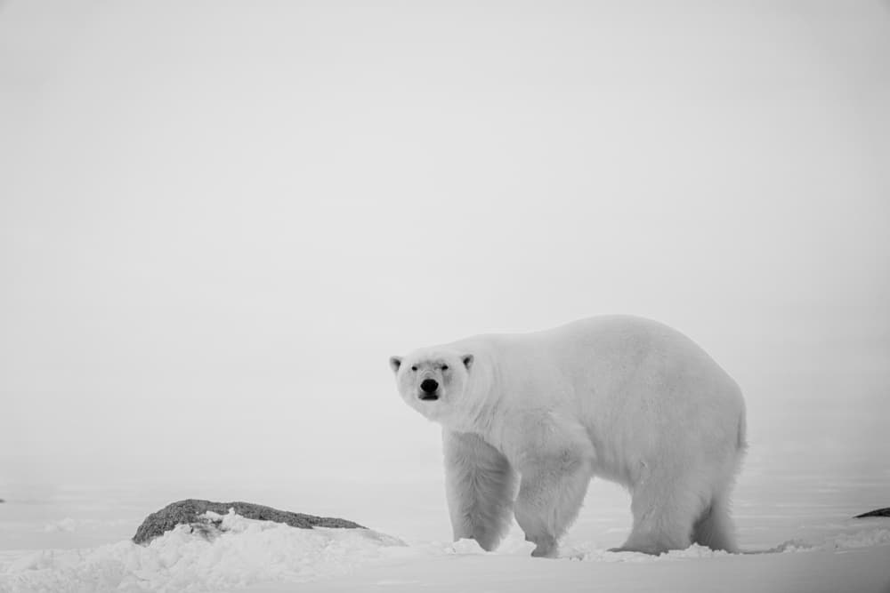 Arctic Polar Bear by Rajat Dhesi — canvas wall art