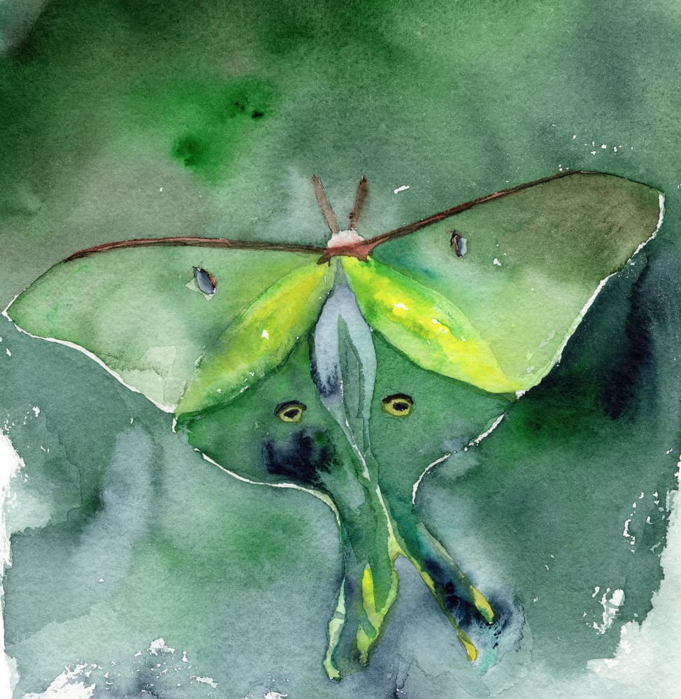 Watercolor Luna Moth by RodMacIver — canvas wall art