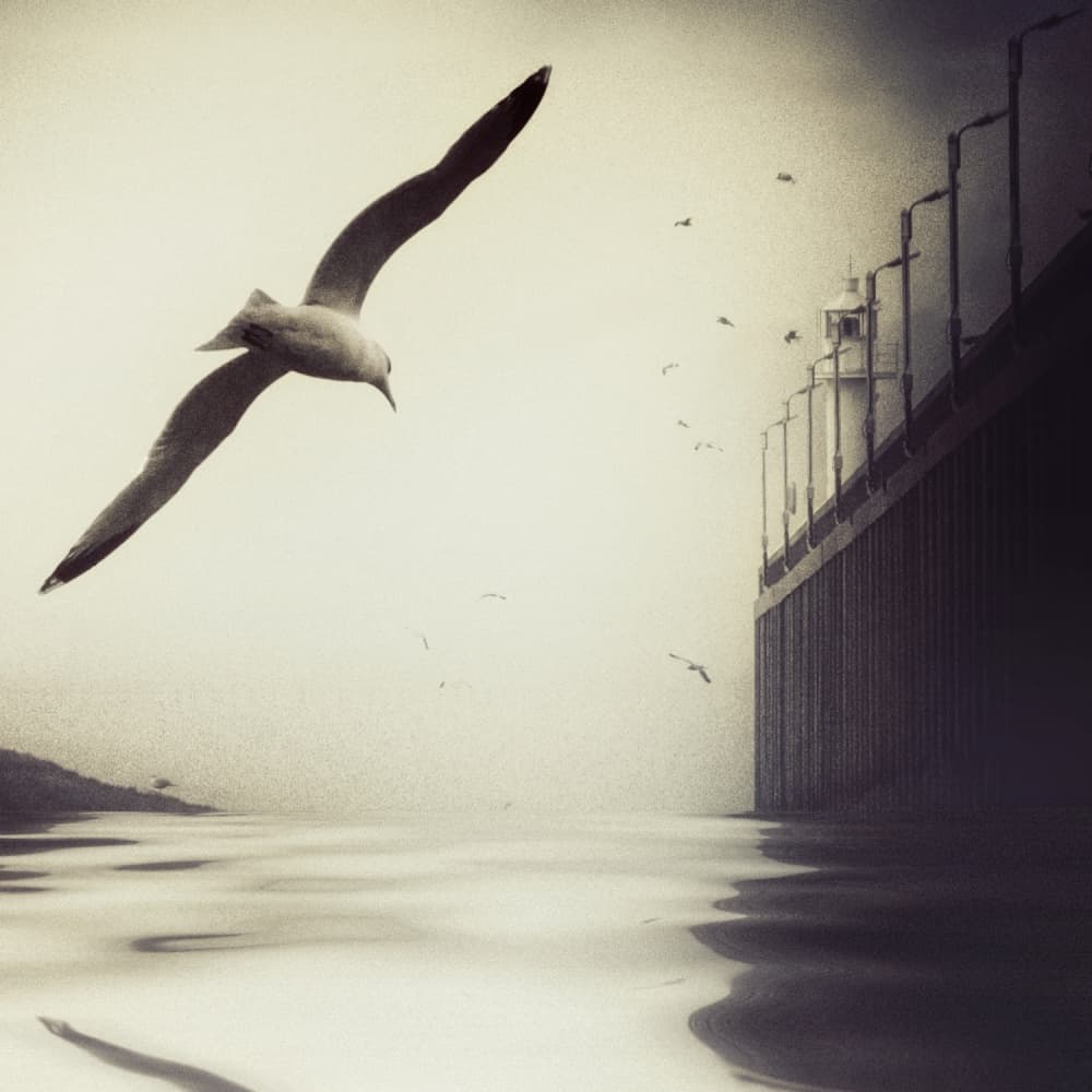 Seagull Flight Over Pier by Piet Flour — canvas wall art
