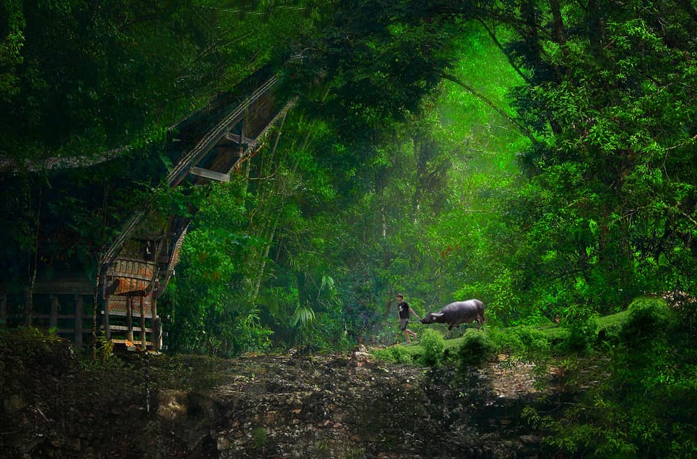 Boy Buffalo Torajan Jungle by Aman Ali Surachman — canvas wall art