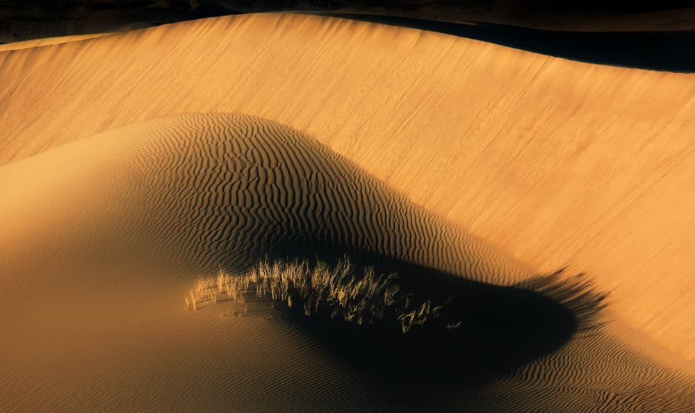 Golden Dunes Shadows by Babak Mehrafshar — canvas wall art