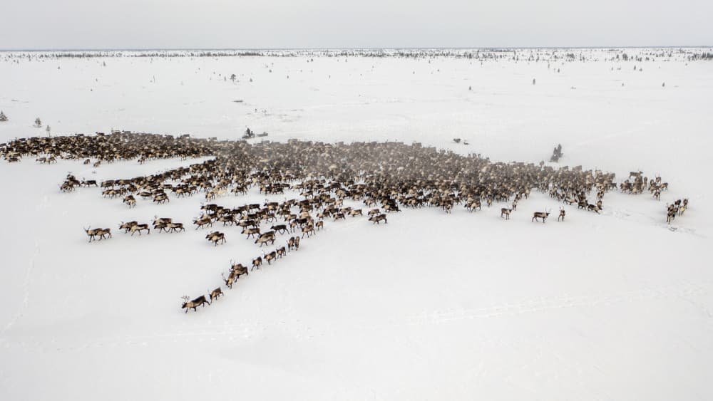 Winter Reindeer Herd by Marcel Rebro — canvas wall art