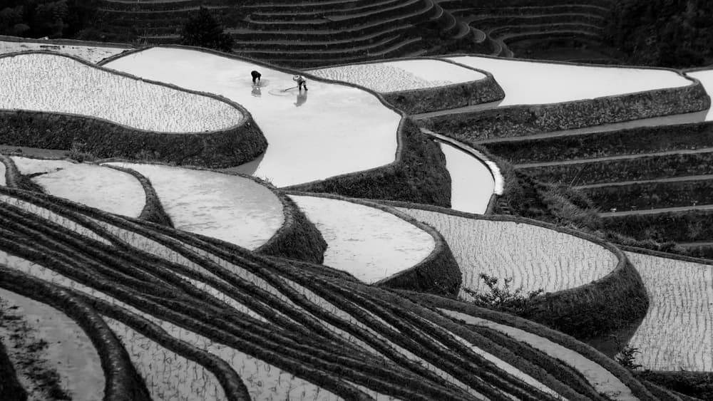 Terraced Rice Fields by Gunarto Song — canvas wall art