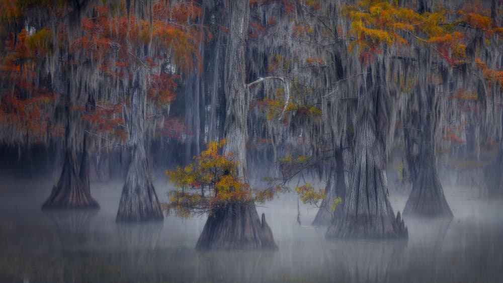 Misty Autumn Cypress by Michael Zheng — canvas wall art
