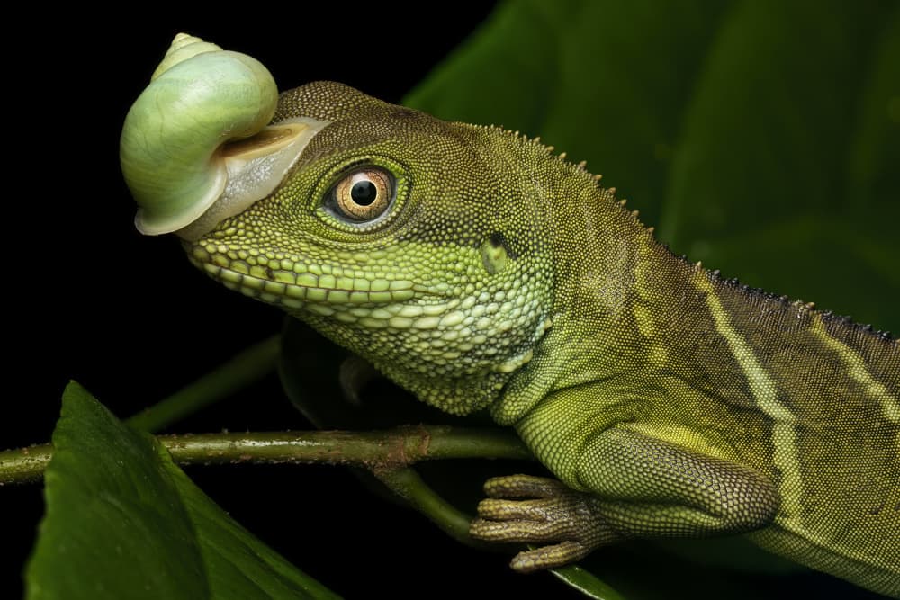 Green Lizard With Snail by HuongHoang — canvas wall art