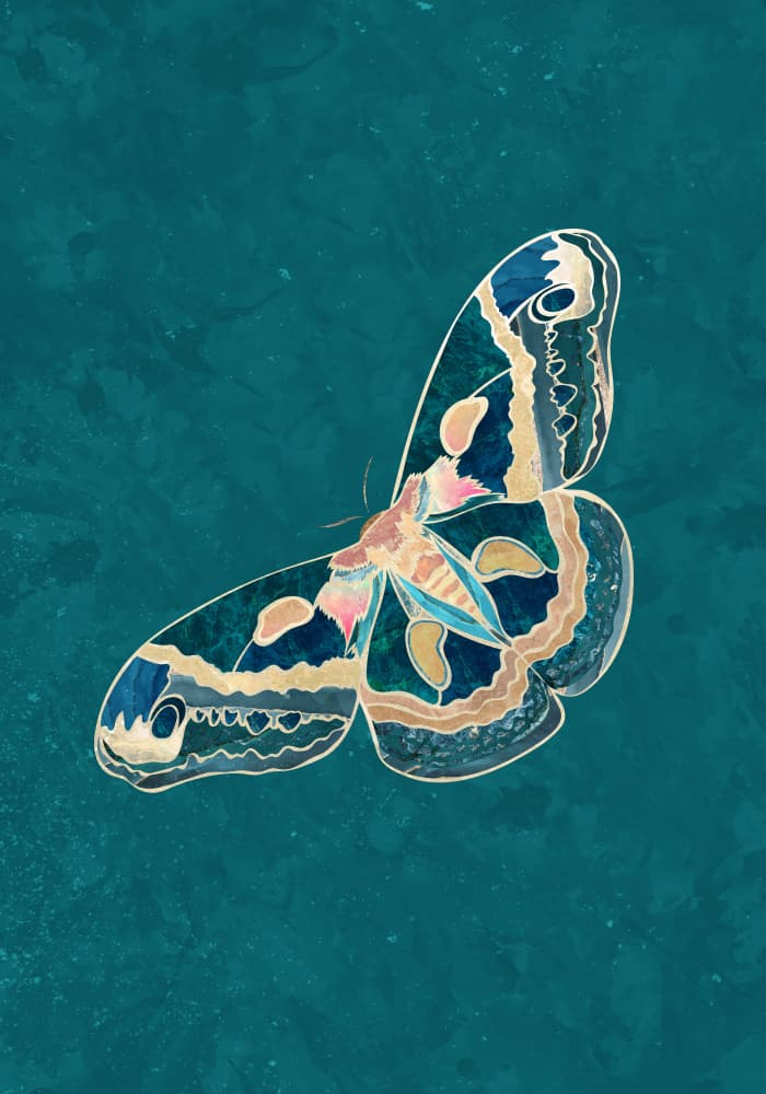 Ornate Teal Butterfly by Sarah Manovski — canvas wall art