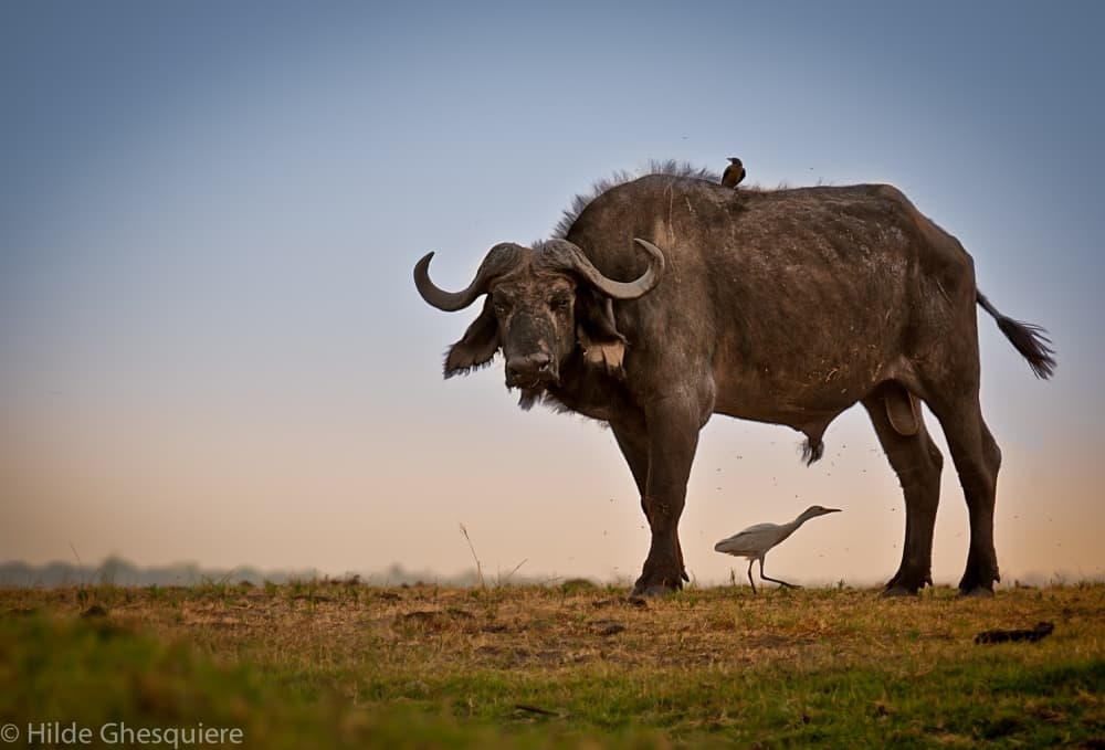 Serene African Buffalo by Hilde Ghesquiere — canvas wall art