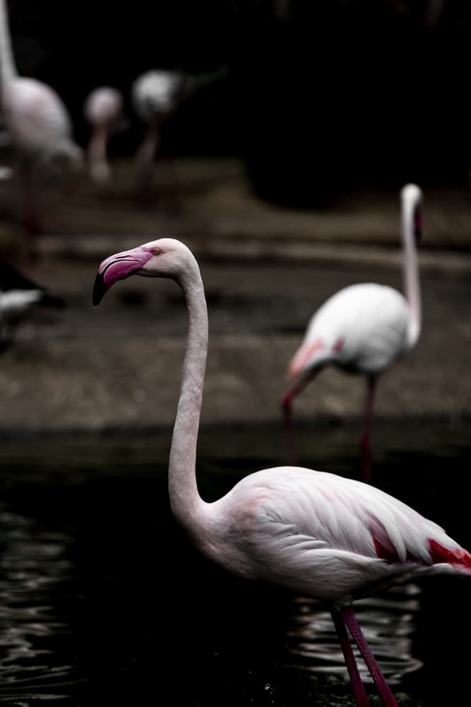 Elegant Pink Flamingo by Mareike Böhmer — canvas wall art