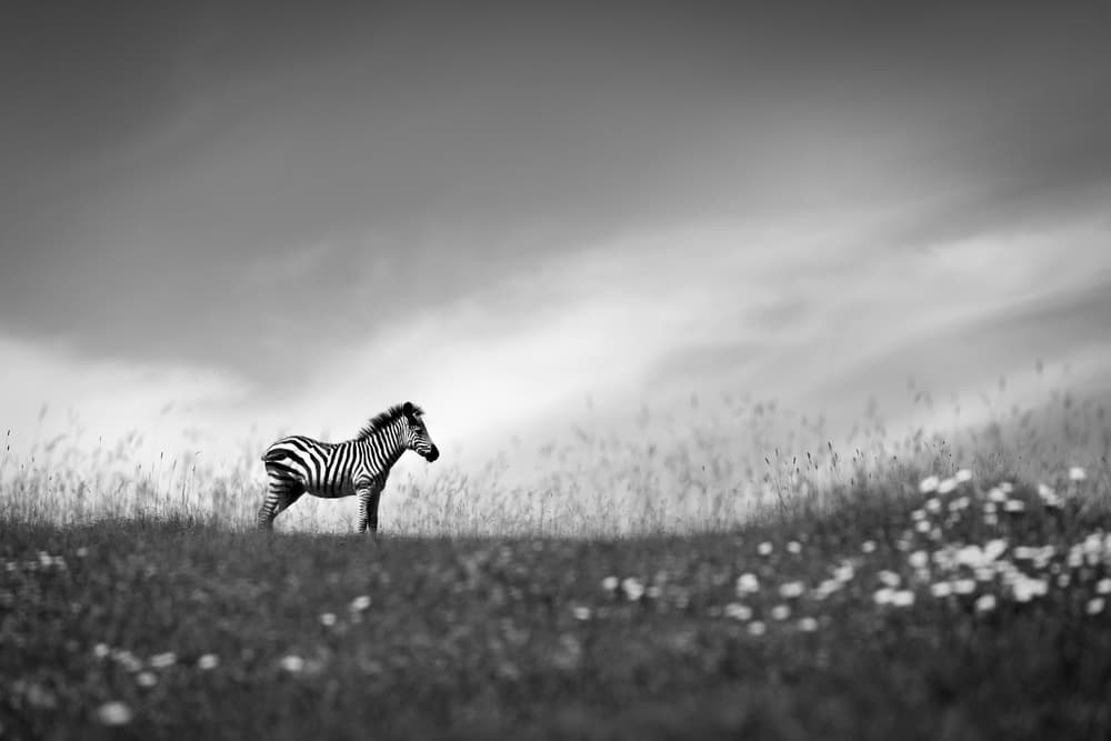 Serene Zebra Landscape by Eiji Itoyama — canvas wall art