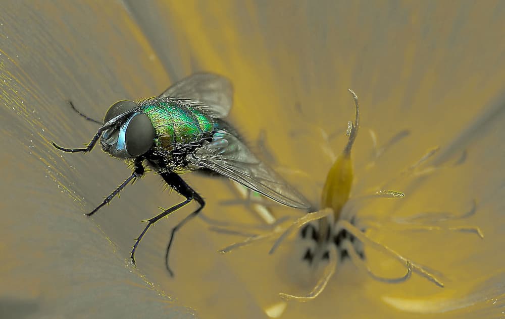 Emerald Fly on Flower by Thierry Dufour — canvas wall art
