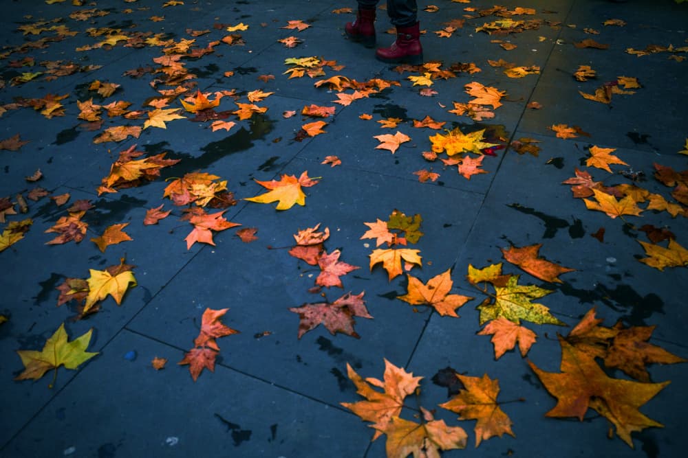 Walking Through Autumn Leaves by Alessio Trerotoli — canvas wall art