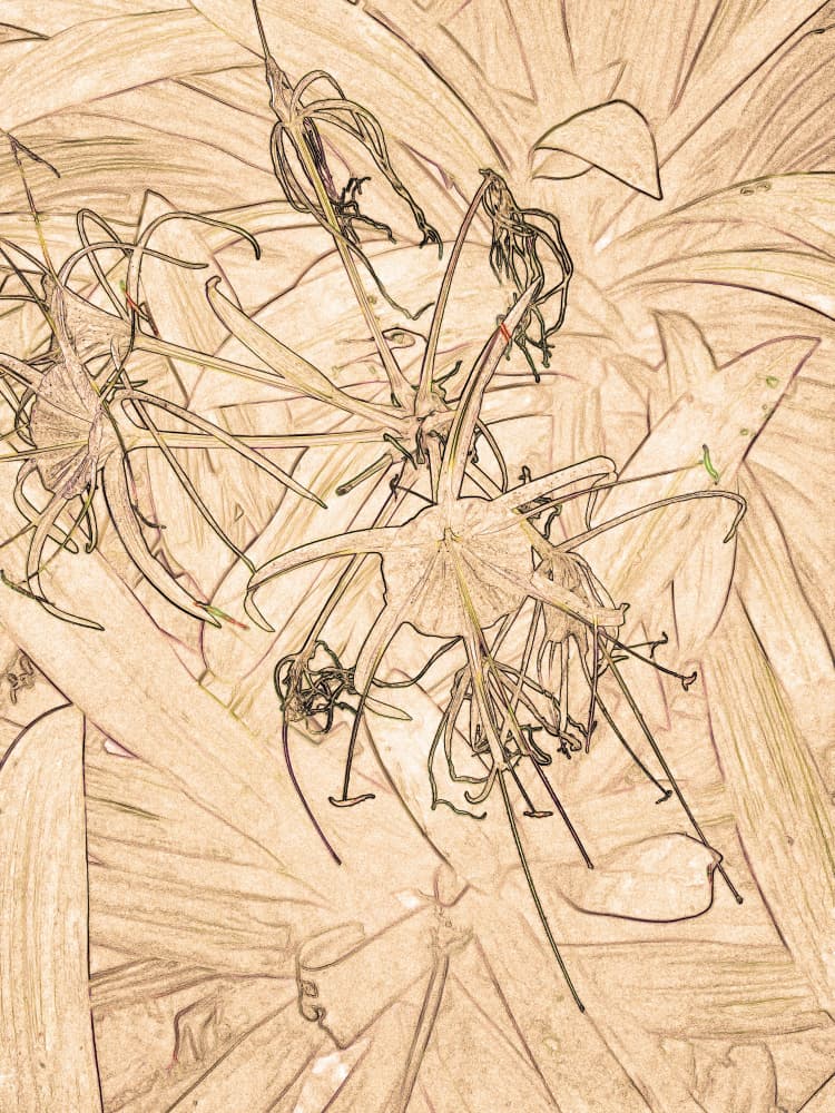 Delicate Floral Sketch by Santhosh ch — canvas wall art