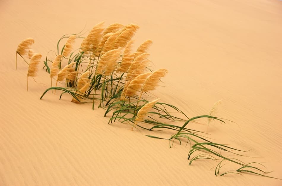 Golden Desert Grass by Carl Bostek — canvas wall art