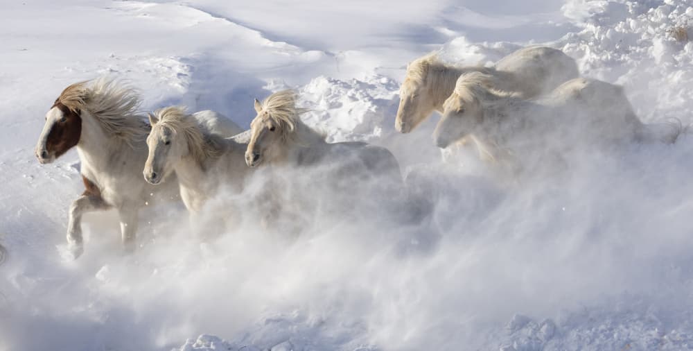 Snow Horses Galloping by Sally Widjaja — canvas wall art