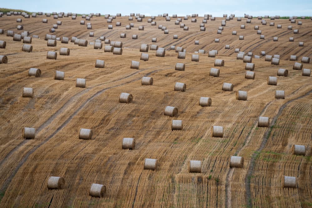 Golden Hay Bales Field by Ovidiu Satmari — canvas wall art