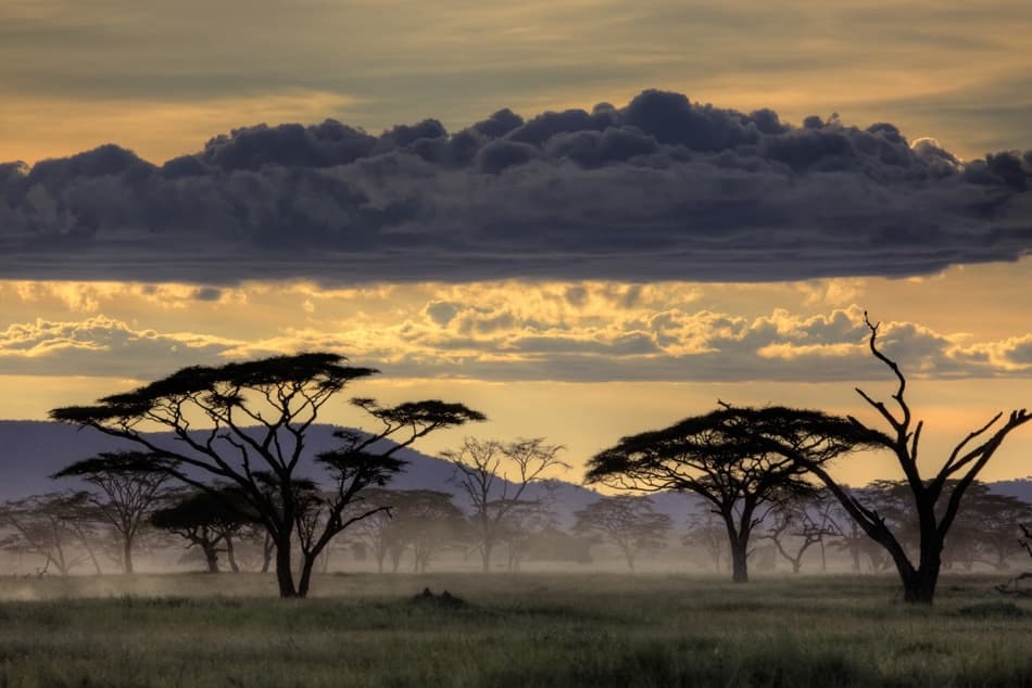 African Savanna Twilight