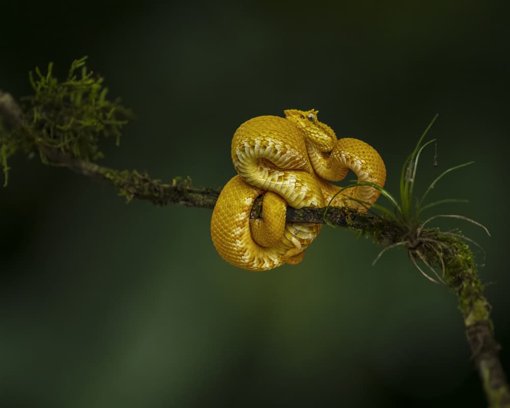Golden Snake on Branch by Saurabh Dhanorkar — canvas wall art