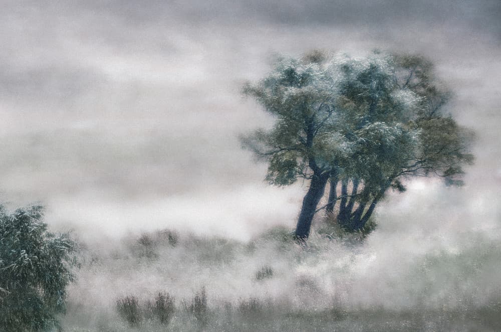 Misty Winter Trees by Angelika Vogel — canvas wall art